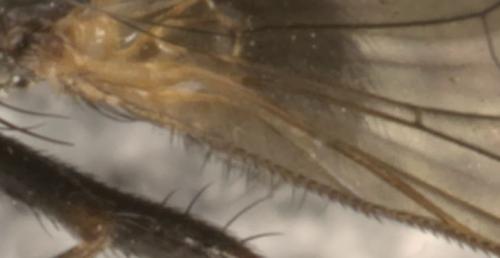 Fannia sp.
